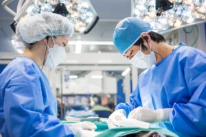 犬｜生理｜ヒート